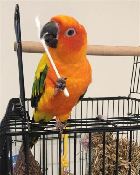 I have a five months-old Green Cheek Conure baby (male). . Conure bird for sale
